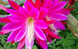 サボテンの花 - エミリ 