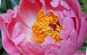 大輪の花 - エミリ