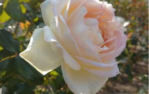 前向き - エミリ 