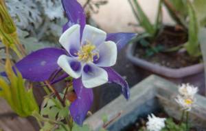 ひとりでに - エミリ 