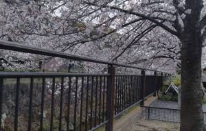 日本の心 - エミリ 