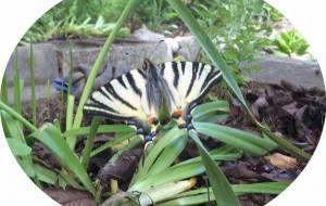 これからぼちぼち - エミリ 