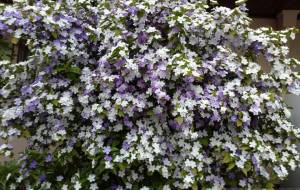 圧倒的 - エミリ