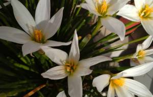 花壇の花 - エミリ