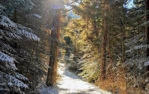 リフレッシュ - エミリ