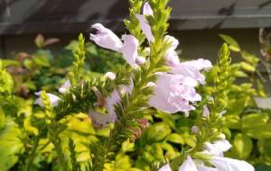 庭の花 - エミリ 