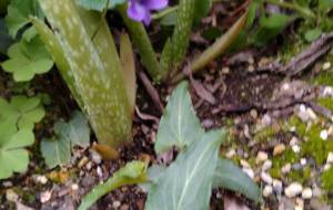 日本すみれ - エミリ 