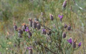 野の花 - エミリ