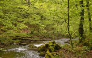 さわわ、さわわ。 - エミリ 