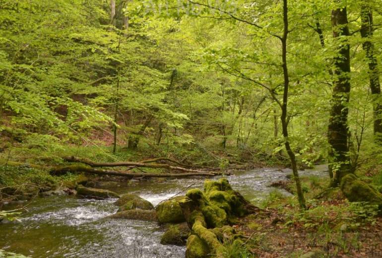 さわわ、さわわ。