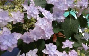 夏を思わせる - エミリ 