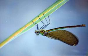 何も言わないトンボだけど - エミリ