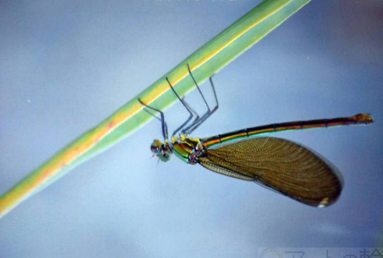 何も言わないトンボだけど