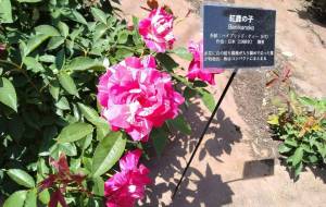 変わってるね - エミリ