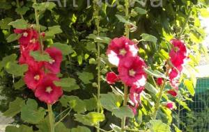 スックと立っている - エミリ