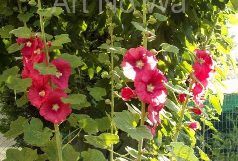 スックと立っている