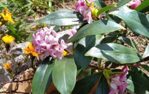 庭の花 - エミリ