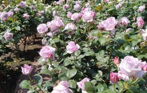 ワクワク - エミリ