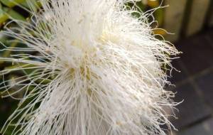 毛むくじゃら - エミリ 