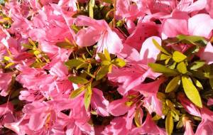 つつじ - エミリ