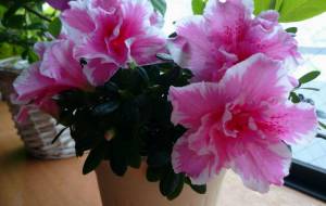 室内美 - エミリ 