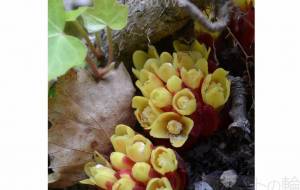 春の木の下で - エミリ 