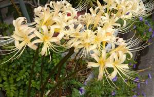 大切な花 - エミリ 