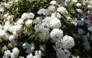 清清しい - エミリ 