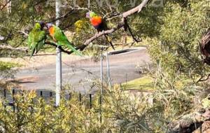 綺麗な鳥 - エミリ 