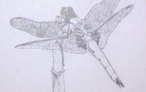 シオカラトンボ - ゔぃーがん 