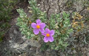 寄り添うように - エミリ 