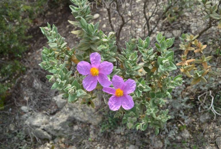 寄り添うように