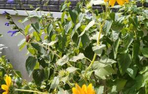 夏の終わりに - エミリ