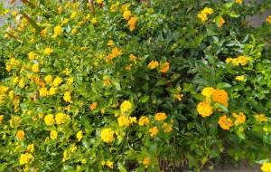 元気が出ますね - エミリ 