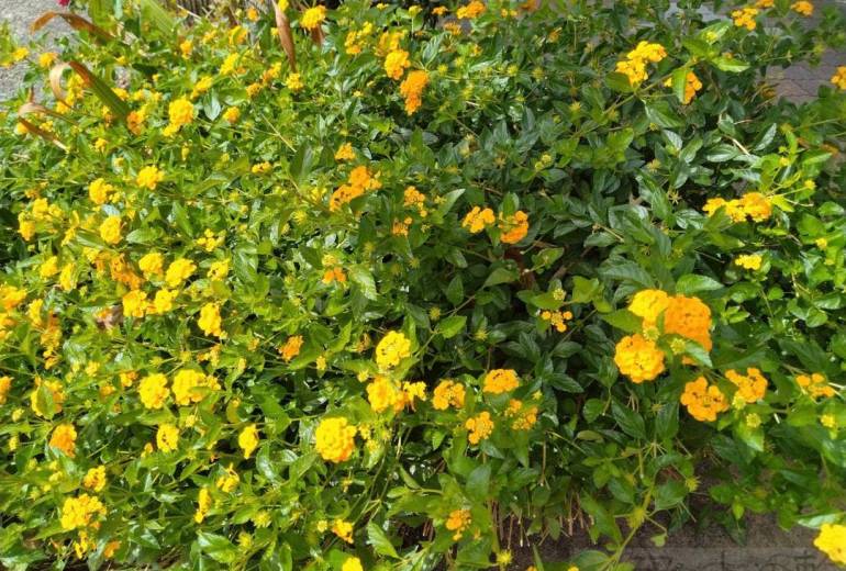 元気が出ますね