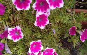 なんとも言えず - エミリ