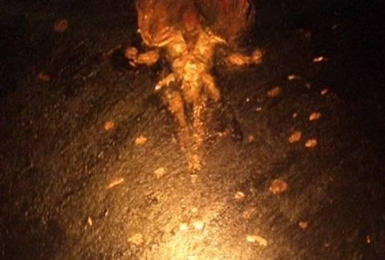 我は降臨、我は天上界炎神不動明王（不動明王様に託して、僕はどんな困難にも負けない）