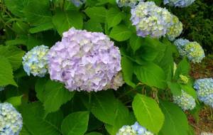 あじさい - るり 