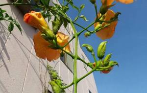 のうぜんかつら - るり 