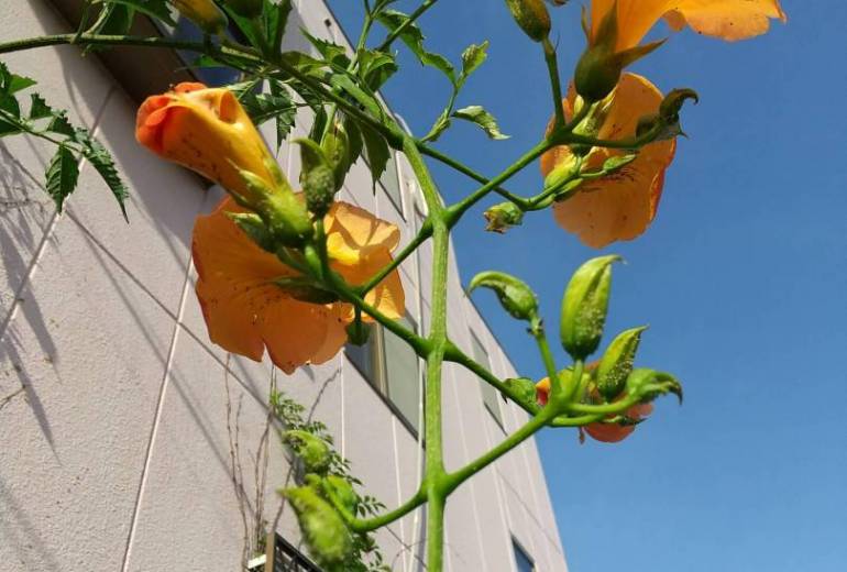 のうぜんかつら