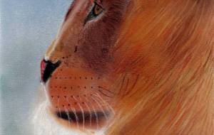 まったりライオン - Yu-chan 