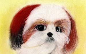 きゅんきゅんシーズー - Yu-chan 