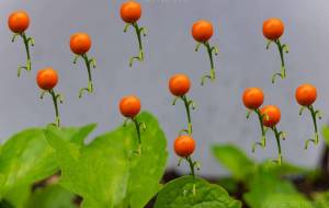 Jump - Yukihiro Sato