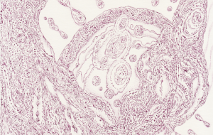 魂のひとつ - 水白碧 