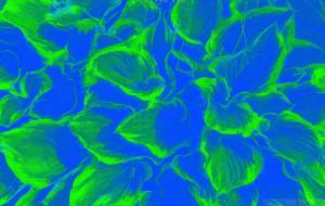 Leaves - Yukihiro Sato 