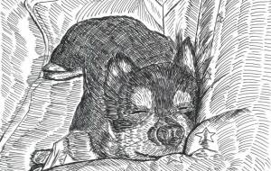 ありがとうルカ - H.164 