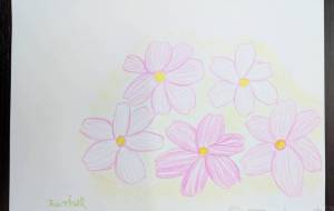 コスモス - marina♡