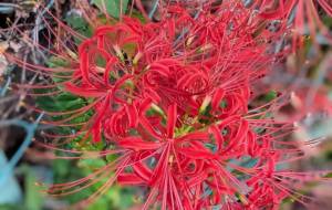 彼岸花 - 宇宙くらげ 