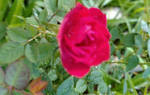 野ばら - エミリ 