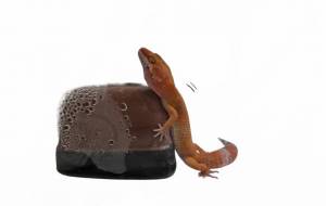 【めぐり逢い】ハッピーくん - 可南子@かなこあら 